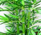 竹子花语_竹子的花语是什么