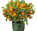 四季桔花语_四季桔的花语是什么